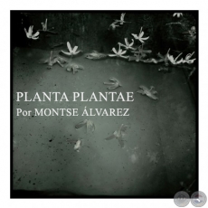 PLANTA PLANTAE - Por MONTSE ÁLVAREZ - Domingo, 23 de Agosto de 2015